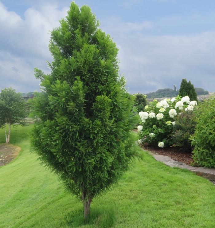 Bald cypress tree