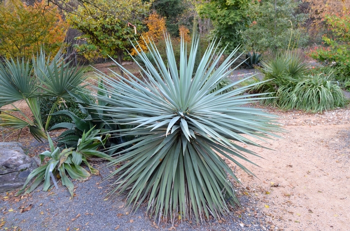 Yucca Thompsoniana Premium Single Trimmed 5'