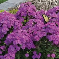 Super Ka-Pow Lavender Phlox, 1 gallon