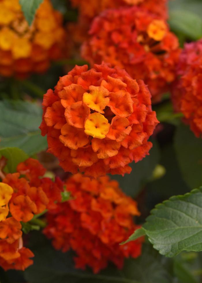 Lantana Shamrock Red 1 Gal