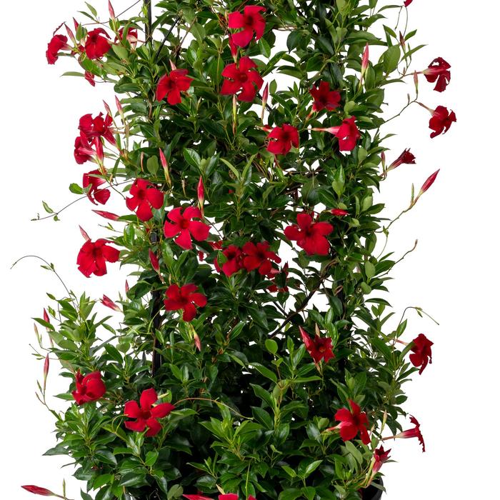Mandevilla Pink Bush 10"