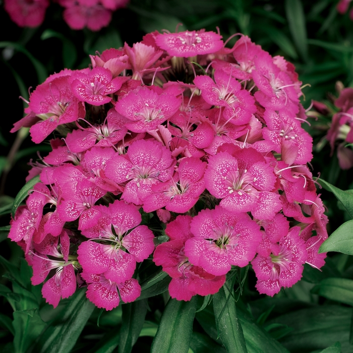 Dianthus Dart Scarlet 1 Gal