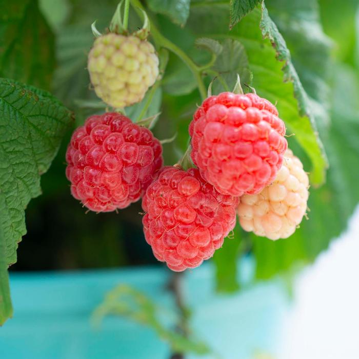 Blackberry Baby Cakes 2 Gal