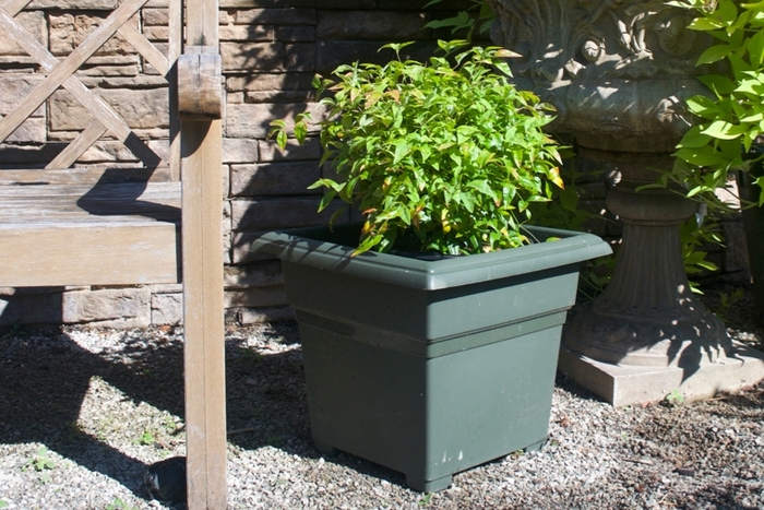 Nandina Flirt 1 Gal