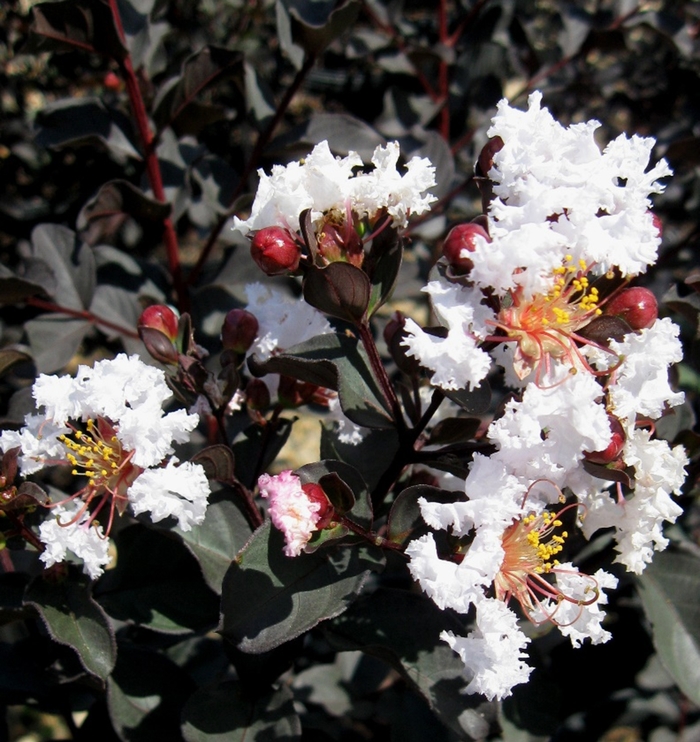 Crape Myrtle Ebony Embers 3 Gal