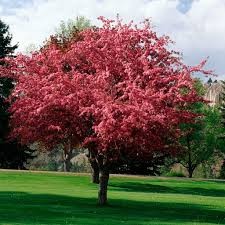 Robinson Crabapple (Malus), 5 gallon