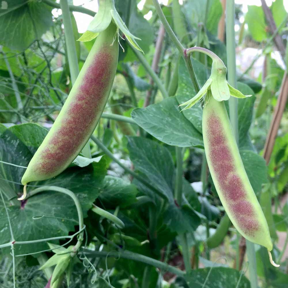Pea Spring Blush - Pink Peas - 2x Plug Plants