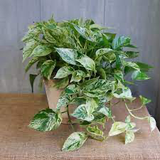 Pothos 'Marble Queen'