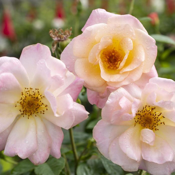 Iceberg Brilliant Pink Tree Rose 5 Gal