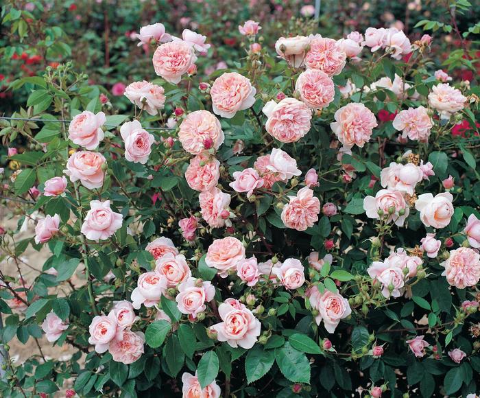 Salvia Color Spires Violet Rose 1 Gal PW