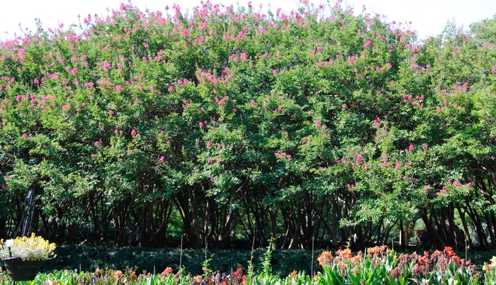 Crape Myrtle Burgundy Cotton 7 Gal