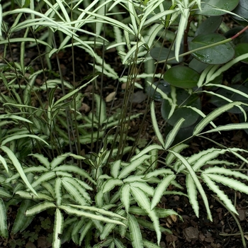 Brake Fern 4"
