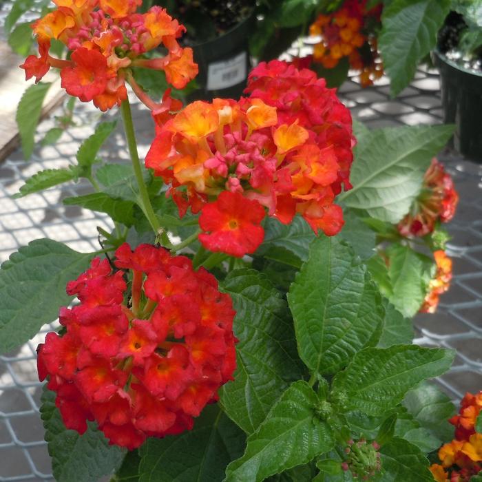 Lantana Orange Quart