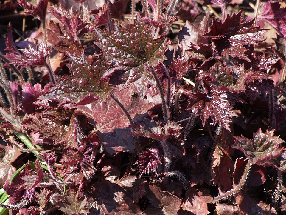 Heuchera Micrantha 'Palace Purple'