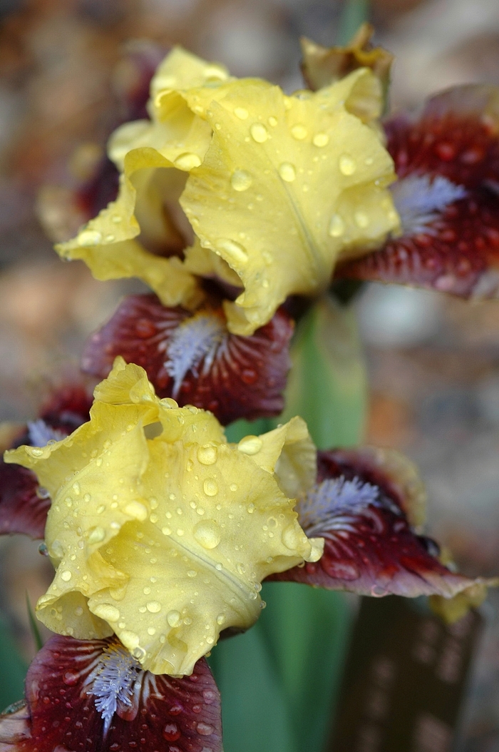 Iris Bernice's Legacy1 Gal