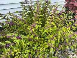 Purple Pride Beautyberry (Callicarpa), 3 gallon