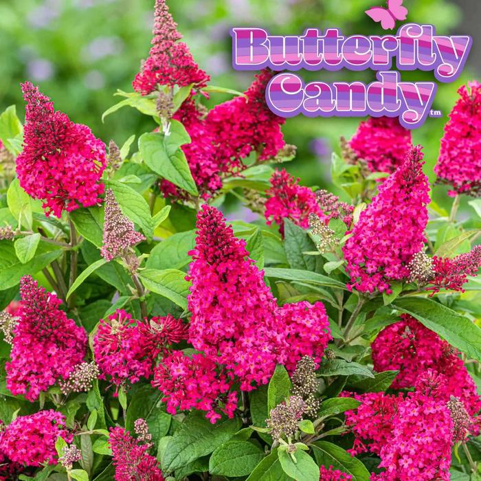 Butterfly Bush Candy Lil Taffy 3 Gal