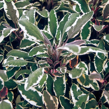 Sage Tricolor Quart