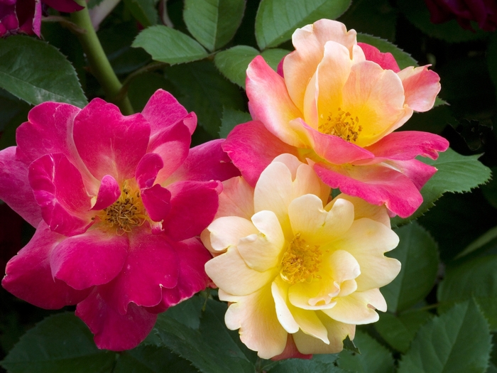 Drift Rose Pink 2 Gal