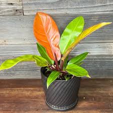 Philodendron 'Prince of Orange', 6"
