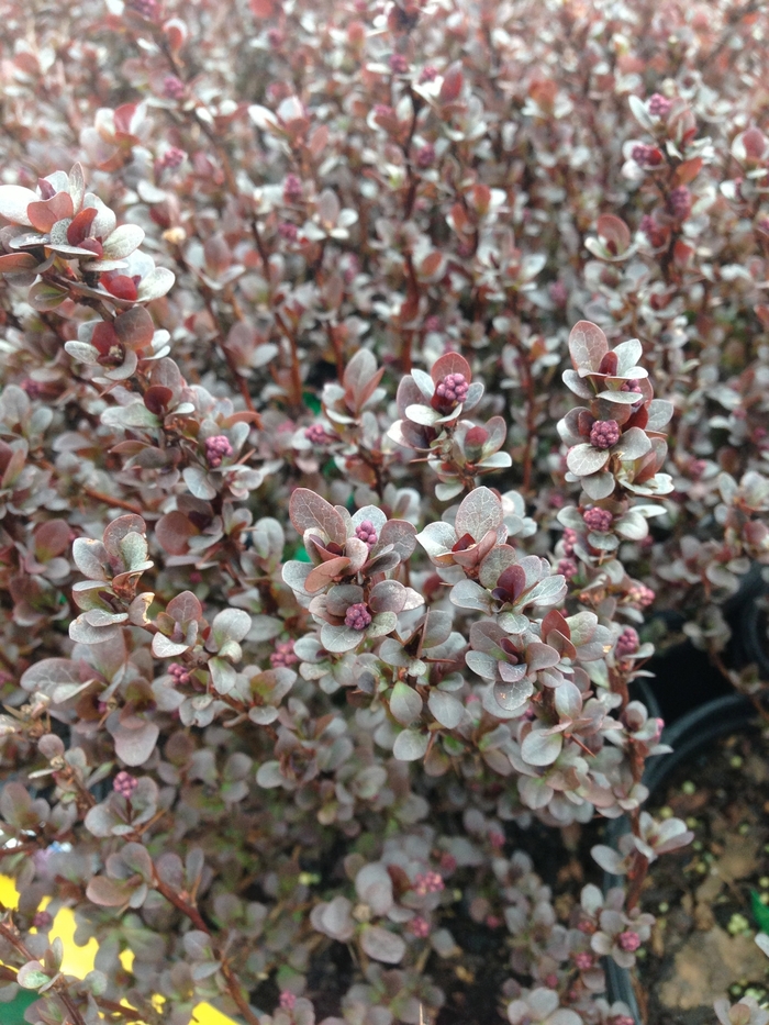 Barberry Compact Crimson Pygmy 3 Gal