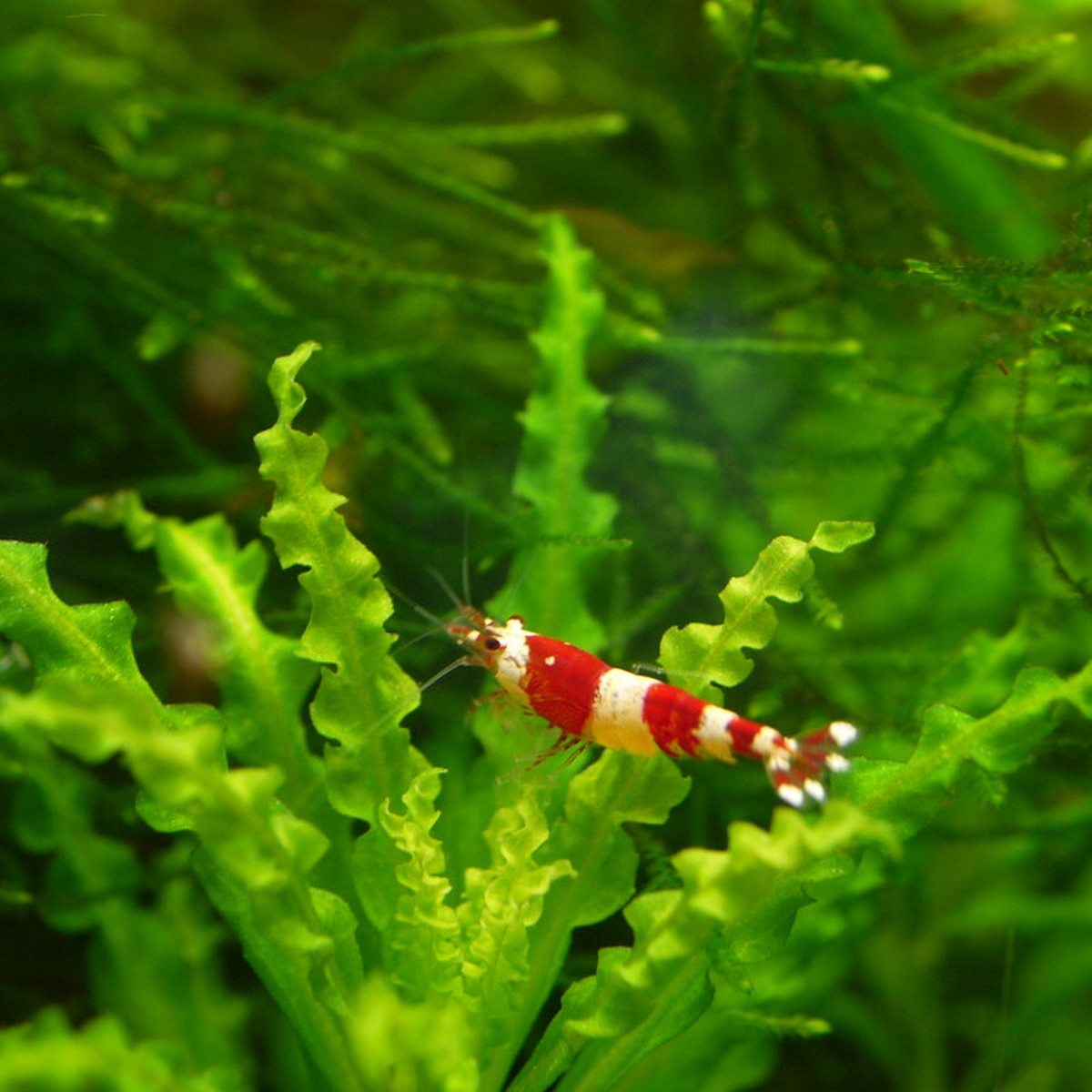 Crystal Red Shrimp