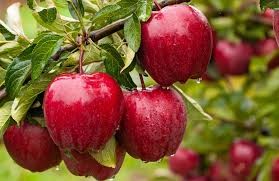 Red Delicious Apple (Malus), 5 gallon
