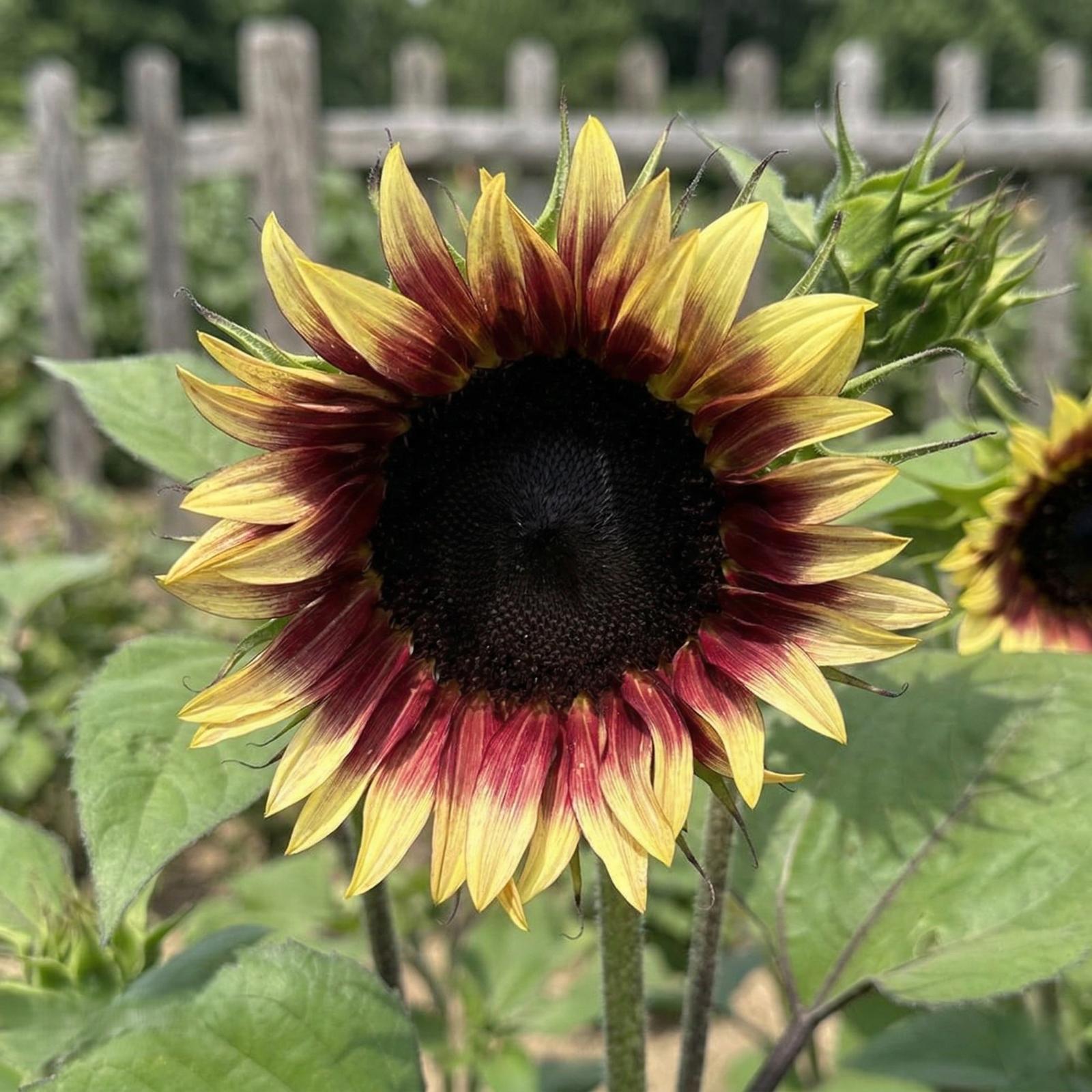 2x Sunflower ‘Ruby Eclipse’ Mini Plug Plants | Dramatic Red Flowers | Unusual