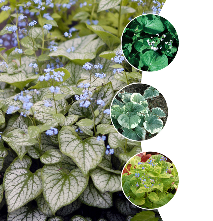 Brunnera Macrophylla 1 Gal
