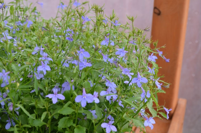 Lobelia Laguna Ultra Violet Quart PW
