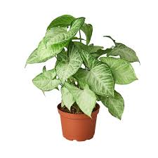 Syngonium, Assorted, 4"