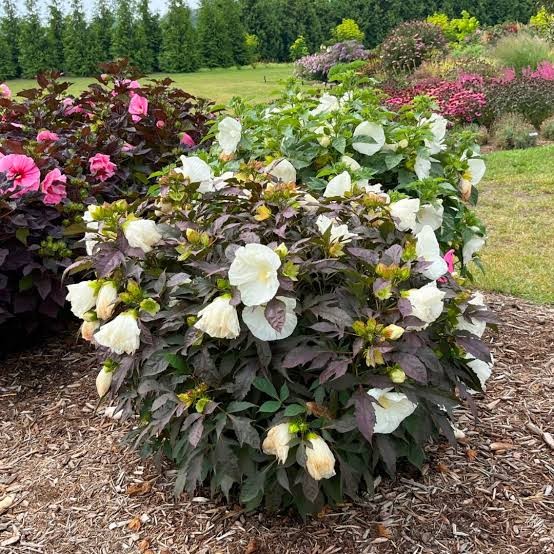 Cookies & Cream Summerific Rose Mallow (Hibiscus), 3 gallon