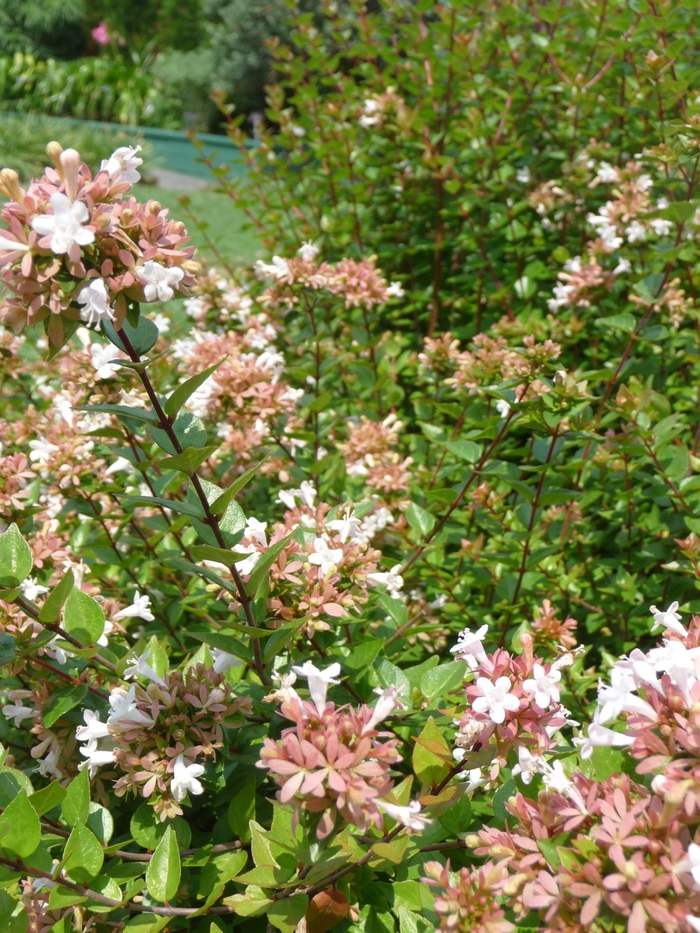 Abelia Grandiflora 3 Gal