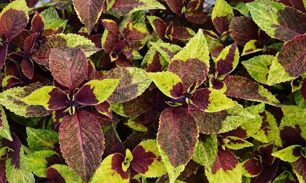 Pineapple Suprise Coleus - 1x Plug Plant - Interesting House Plant Or Ornamental