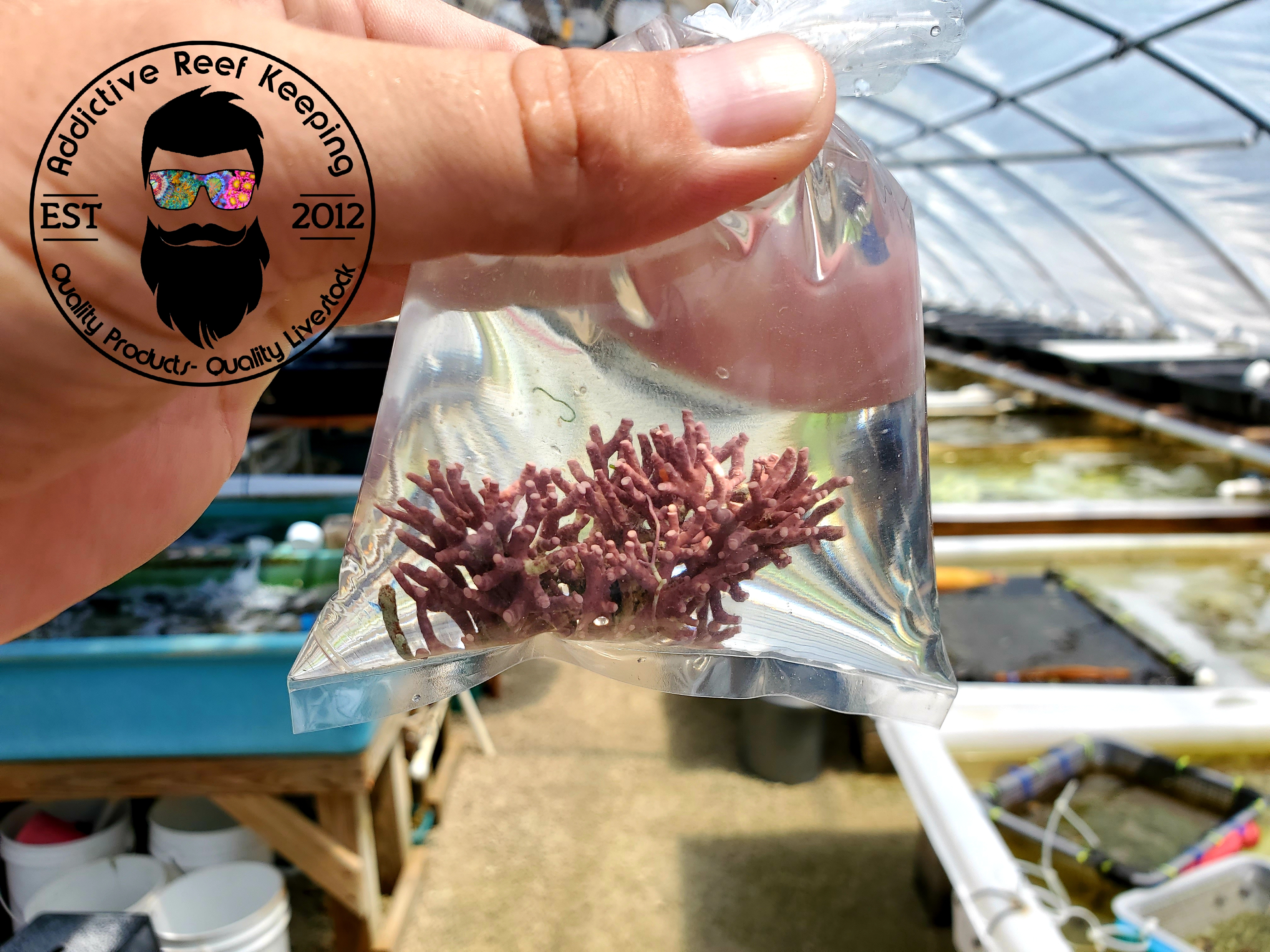 Large Thick Branching Coralline Algae FREE SHIPPING!!!