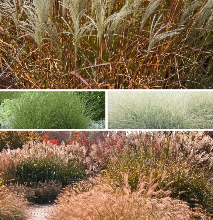 Maiden Grass Dwarf 3 Gal