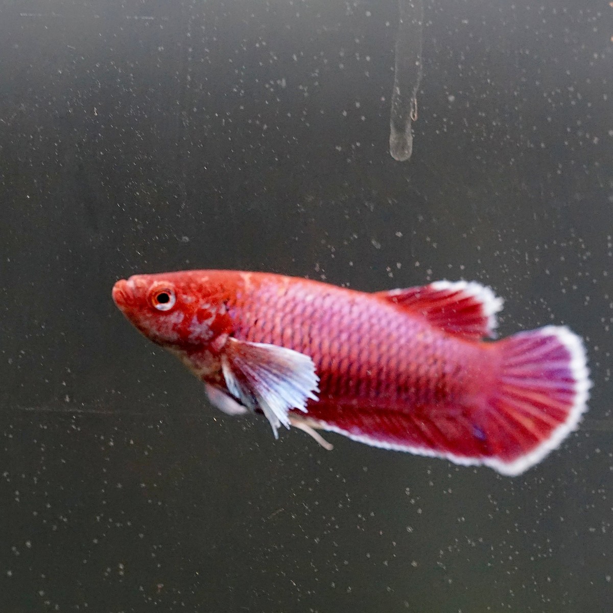 Female Betta