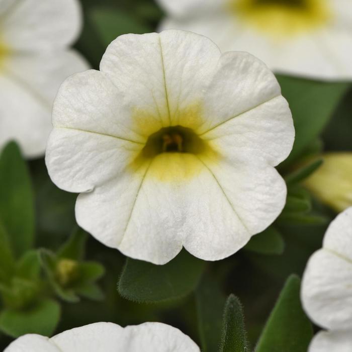 Million Bells Conga Yellow Quart