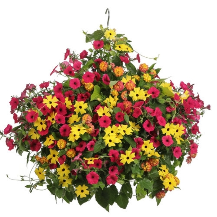 American Beautyberry 1 Gal
