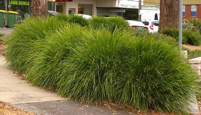 Lomandra Arctic Frost 3 Gal