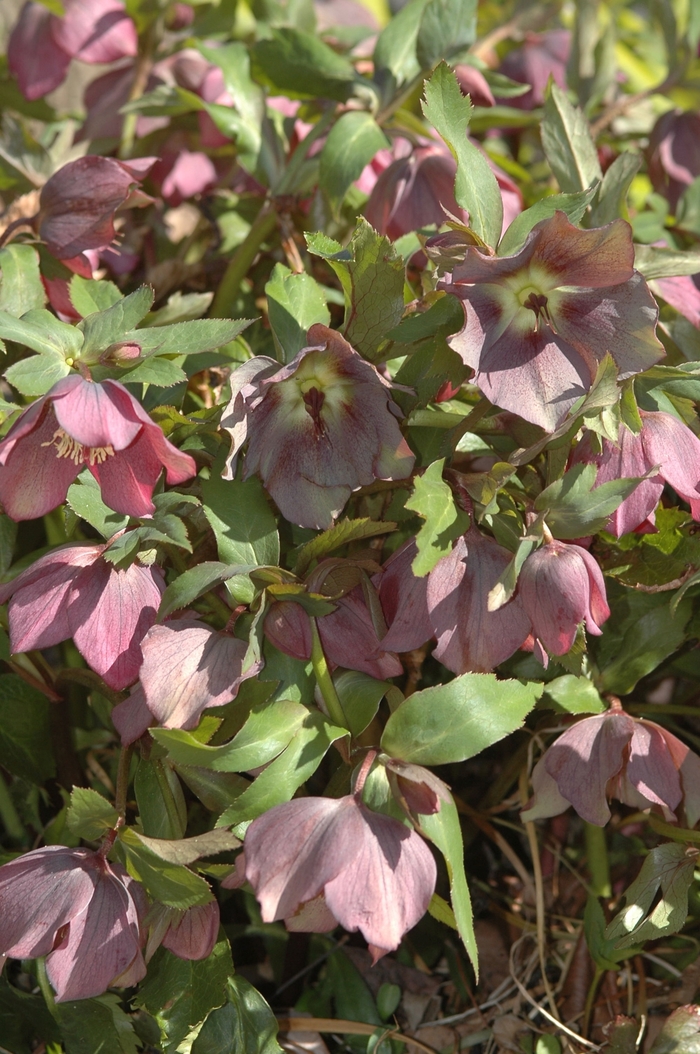 Helleborus Frostkiss Anna's Red 1 Gal