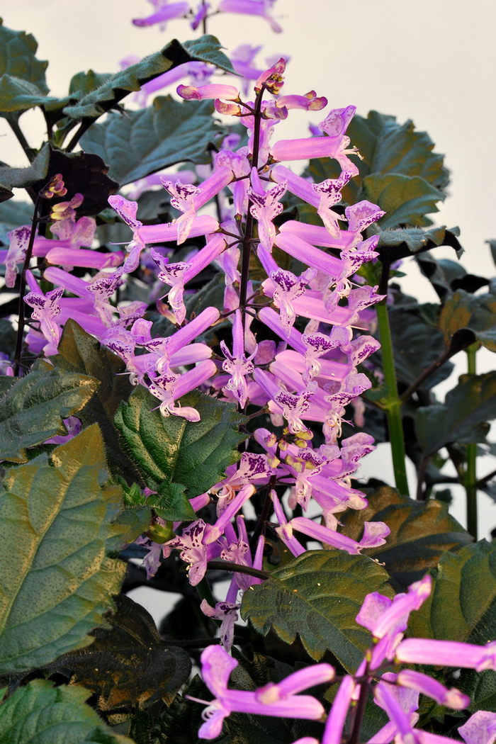 Plectranthus Guacamole 10" HB