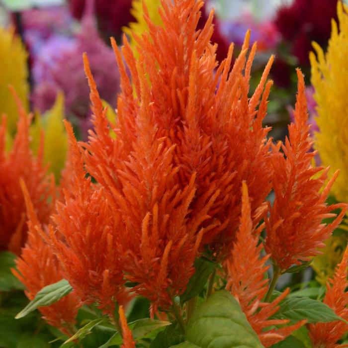 Celosia Dragon's Breath 1 Gal
