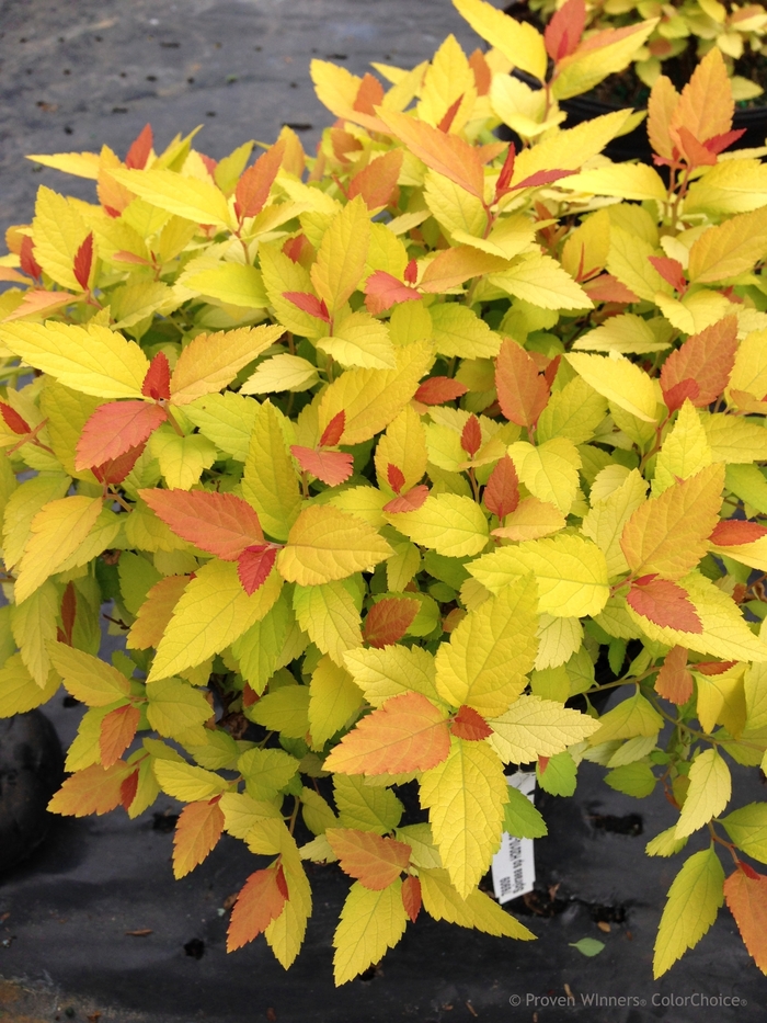 Spirea Double Play Gold 8"