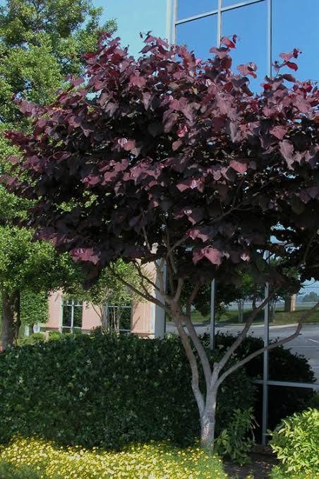 Black Pearl Redbud (Cercis), 5 gallon