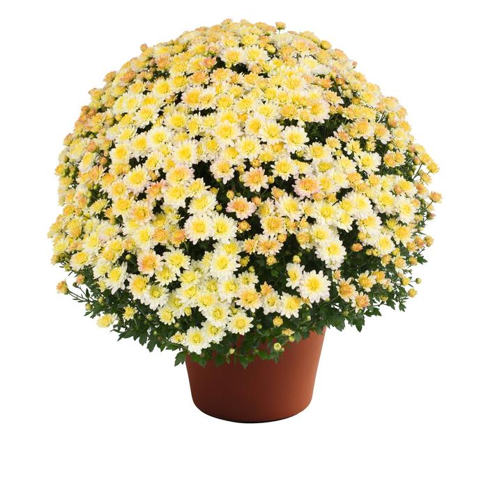 Mum Nikki Yellow 3 Gal