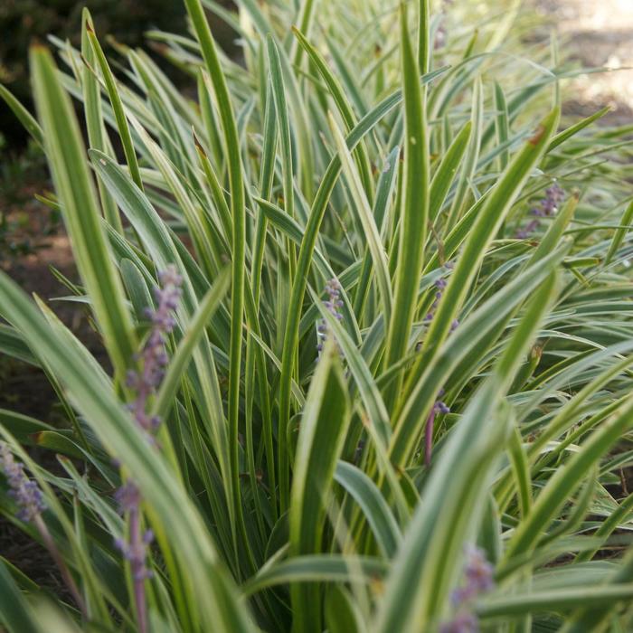 Liriope Monroe's White 4"