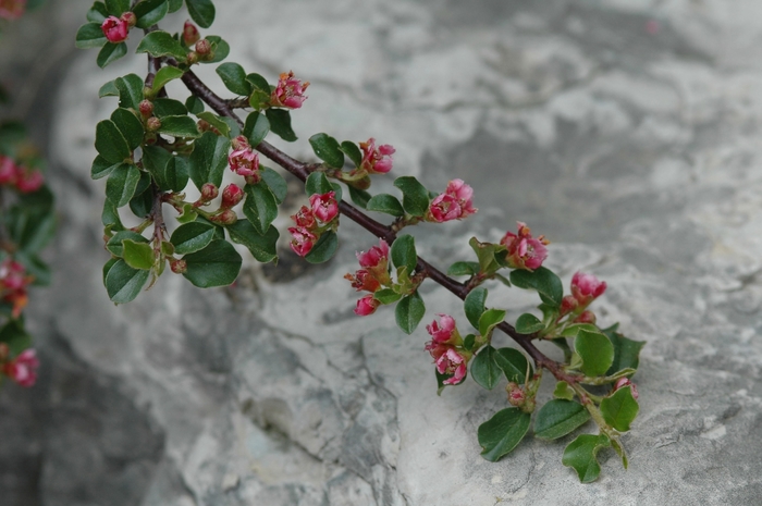 Cotoneaster Grayleaf 5 Gal