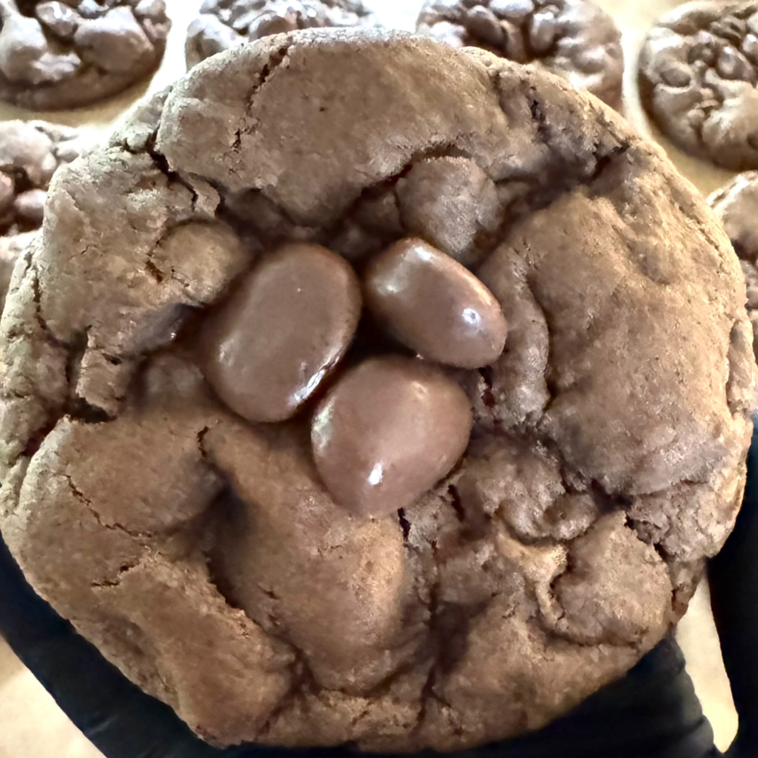 Photo of Turtle Dud