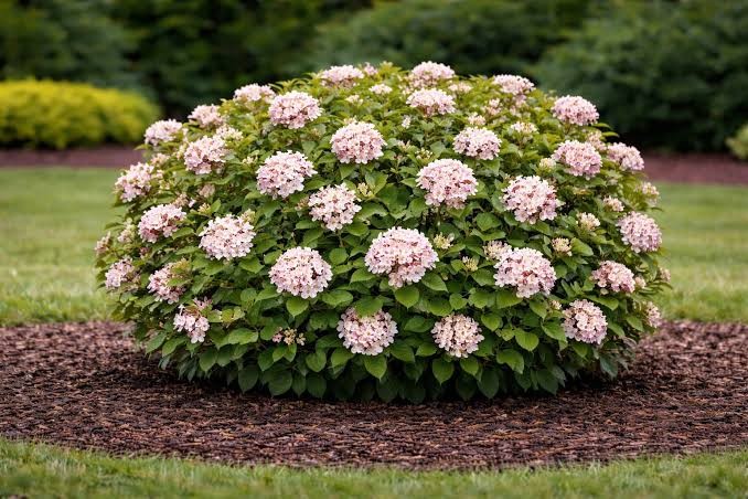 Sugar N' Spice Viburnum, 3 gallon